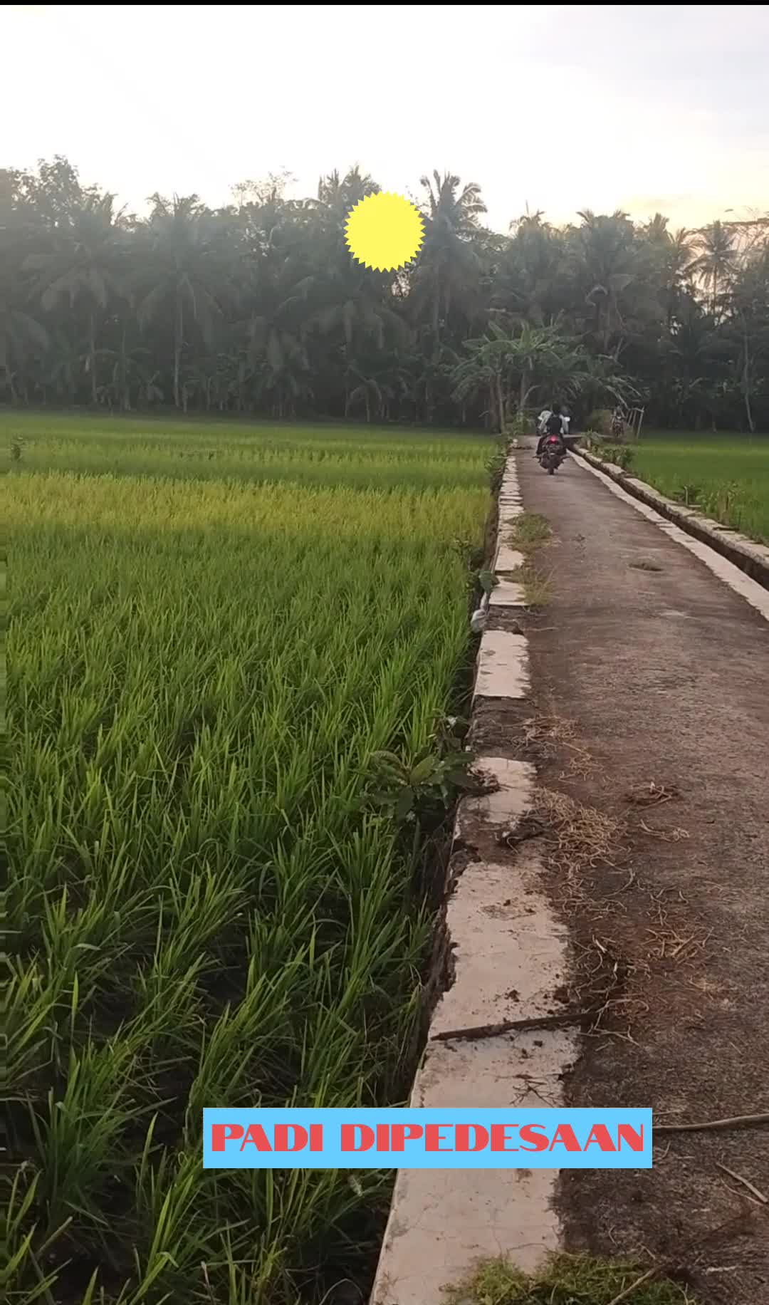 Suasana Sawah pedesaan #suasanapedesaan 