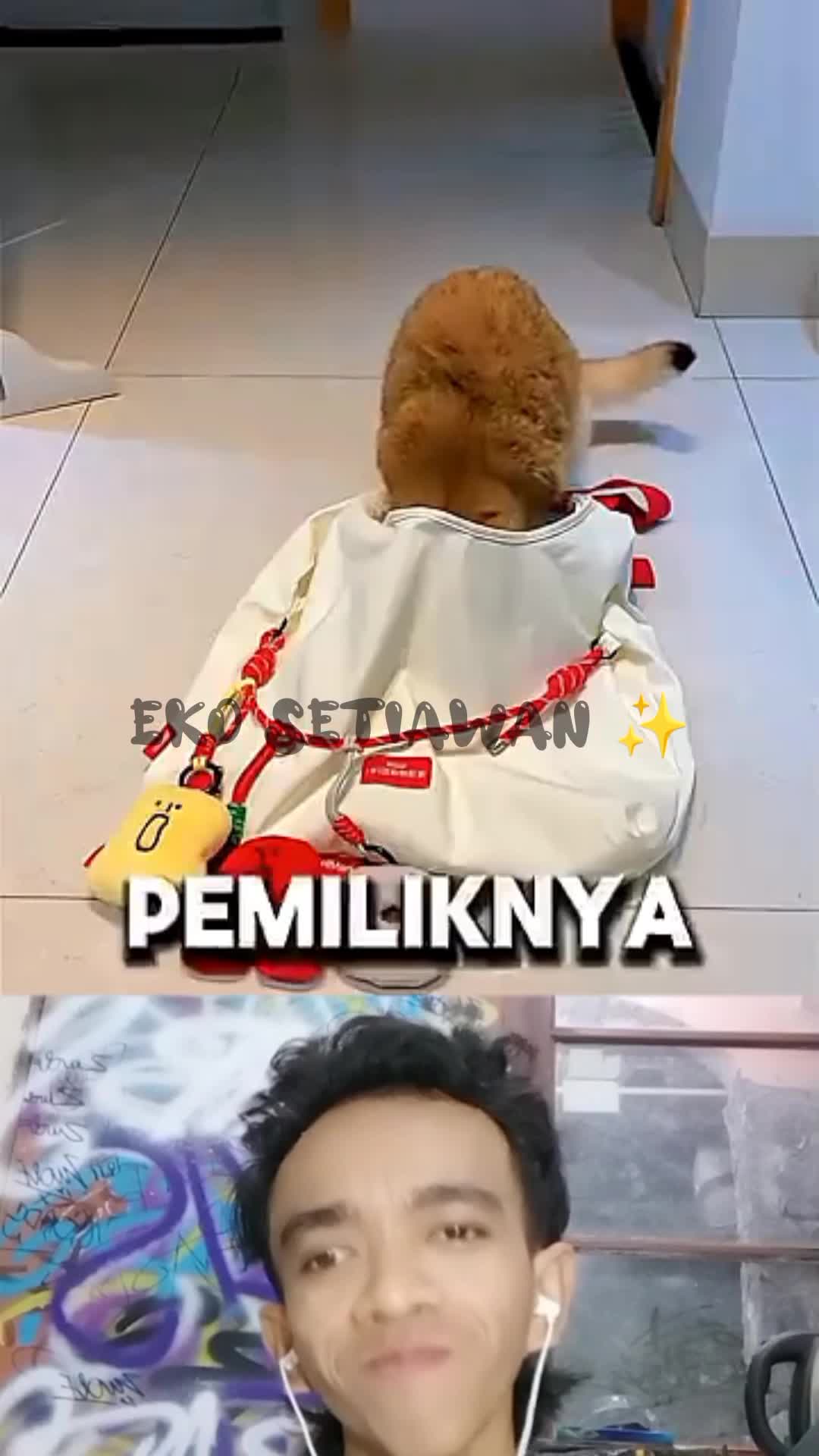 kucing ini memiliki kebiasaan yang unik?