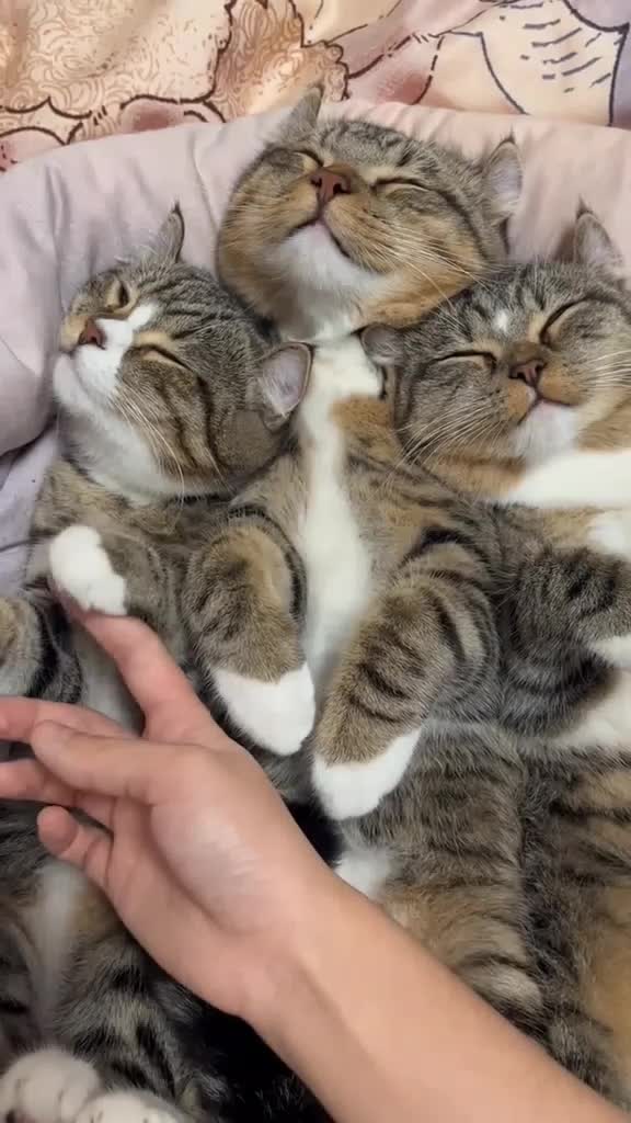 kucing lucu  #Kucing 