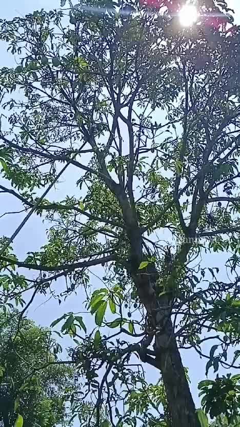 Petik mangga santok di kebun
Ternyata buahnya lumayan banget bestii
#berkebun #berkebundirumah #panenmangga #petikmangga #mangga #manggasant