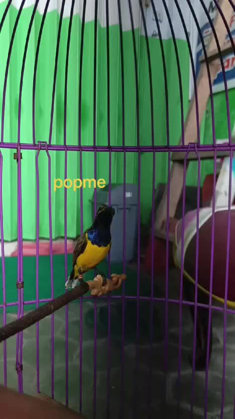 sogon sulawesi gaess