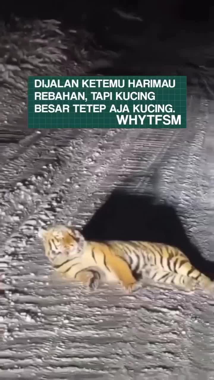 kucing tetaplah kucing