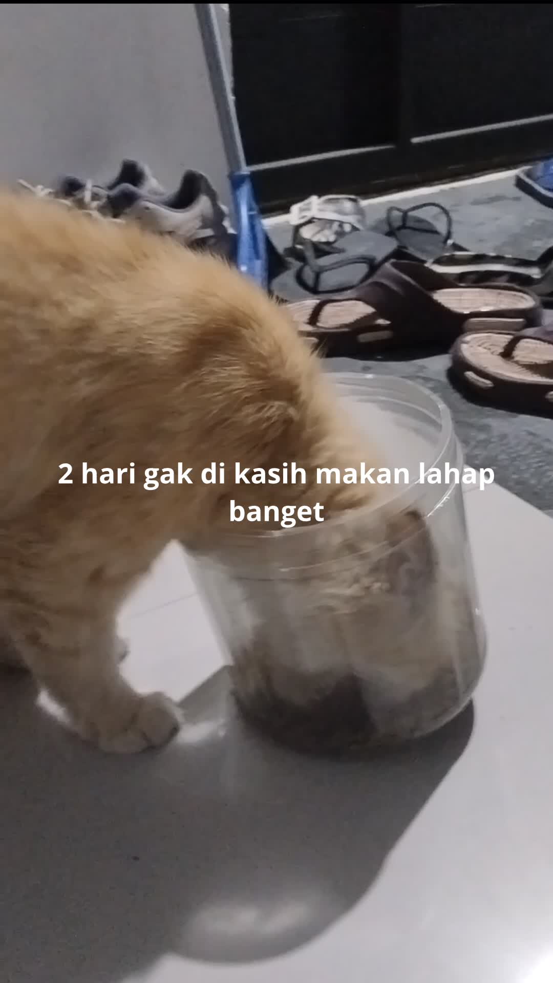 si oren kasihan kehabisan makanan 2 hari baru makan  #kucingoyen 