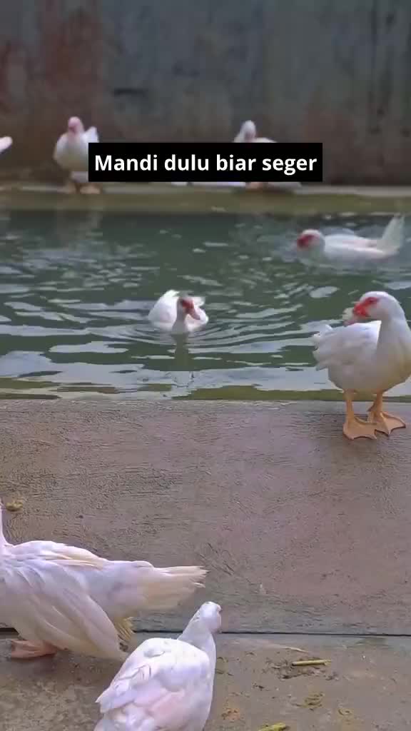 mandi dulu biar segar
#entokjumbo #HOTrctiplus #shortplus 