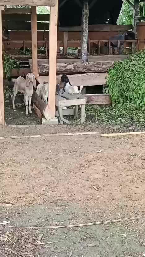 awal ternak 🐐