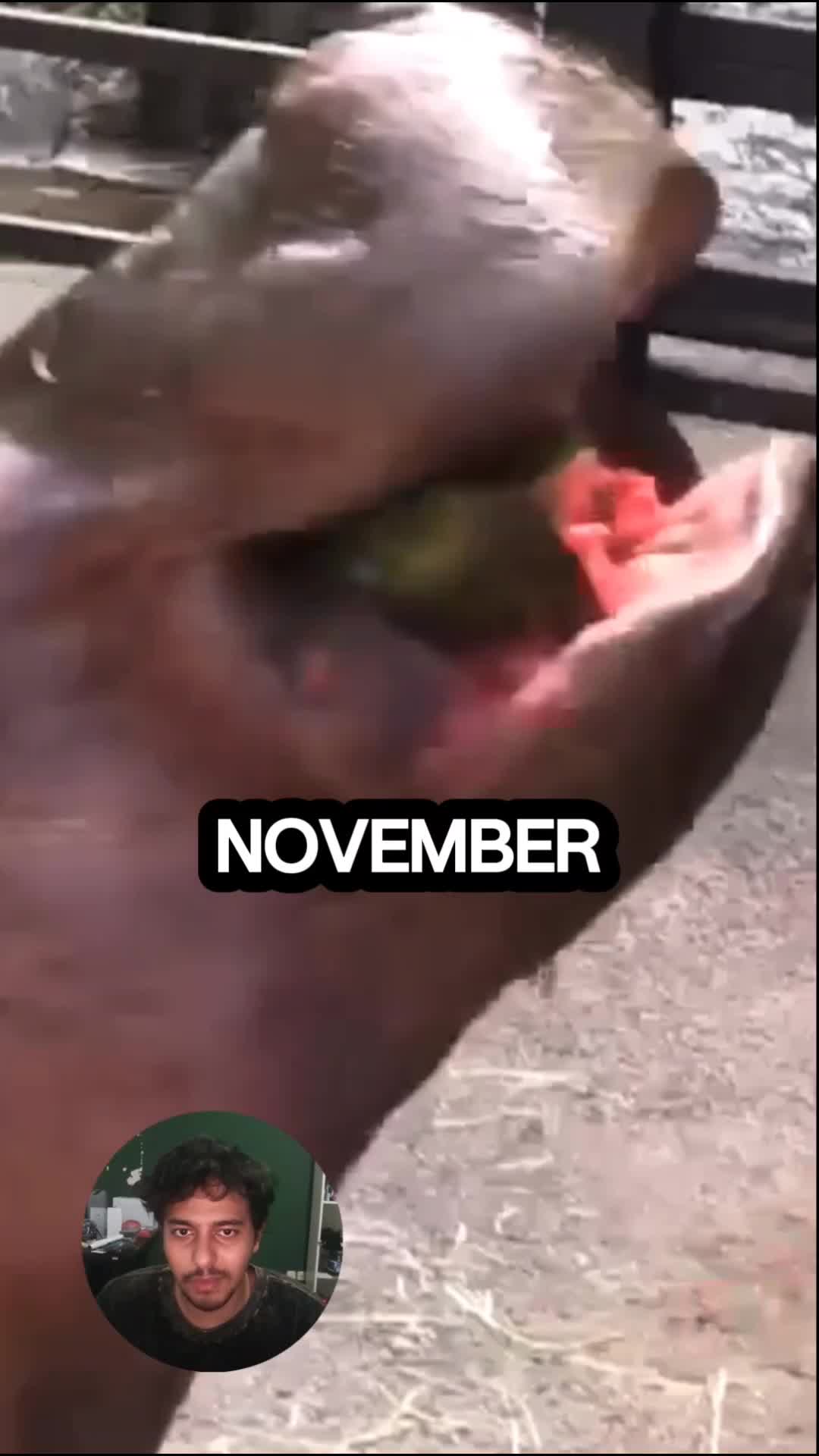Kudanil dijadikan peliharaan