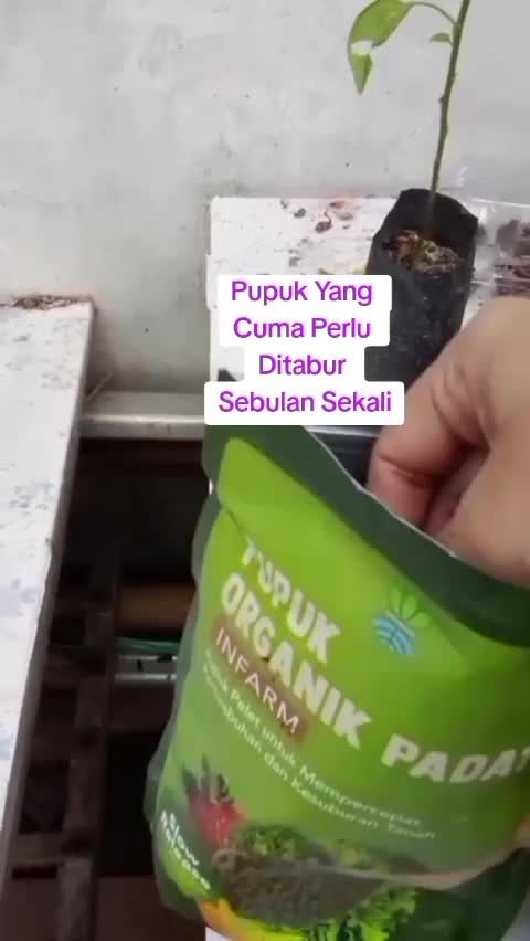 Puouk yang hanya perlu ditabur sebulan sekali  #pupukorganikpadat  #kebunshaka  #pupukinfarm 
