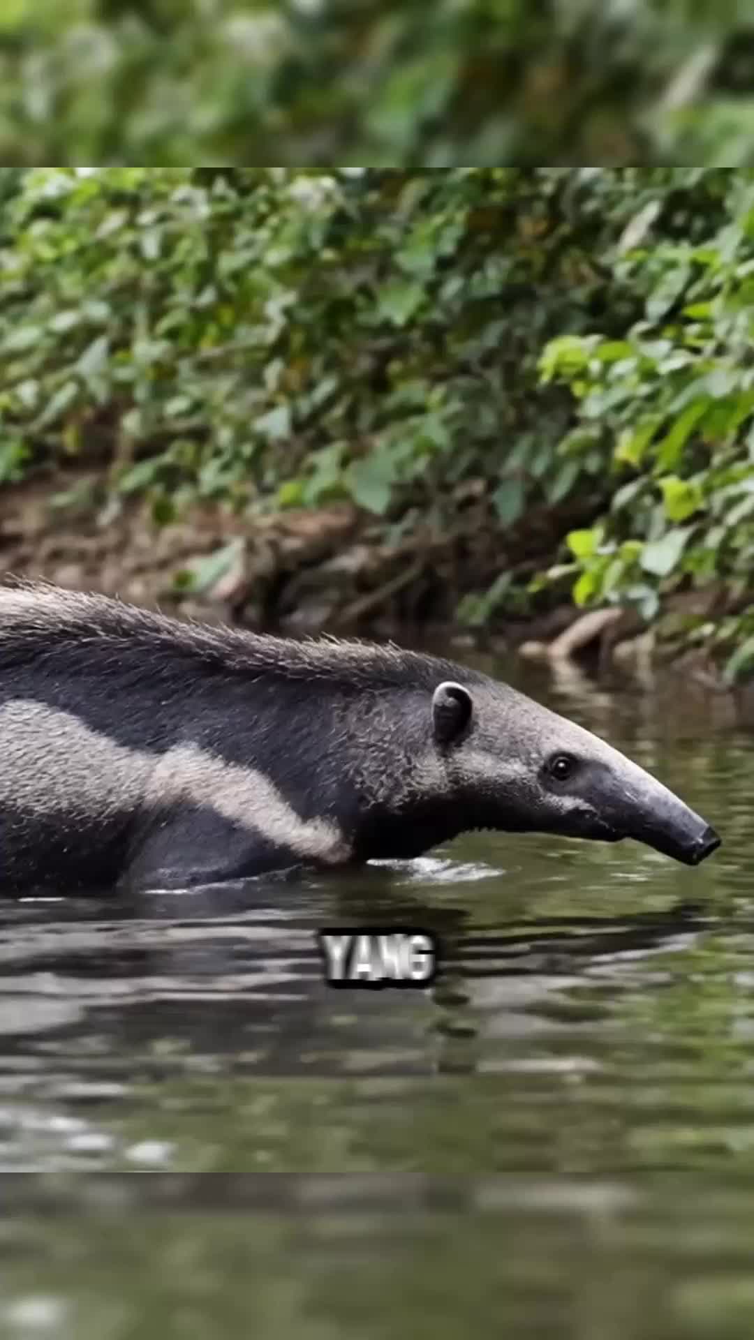 "Jangan tertipu wajah jinaknya—hewan ini bisa berenang, berburu puluhan ribu semut"