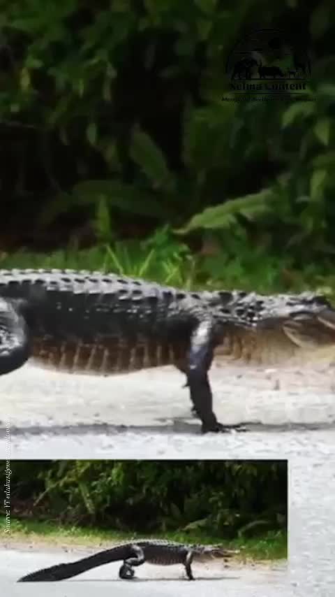 Mengenal Alligator❤ #edukasianak #viral 