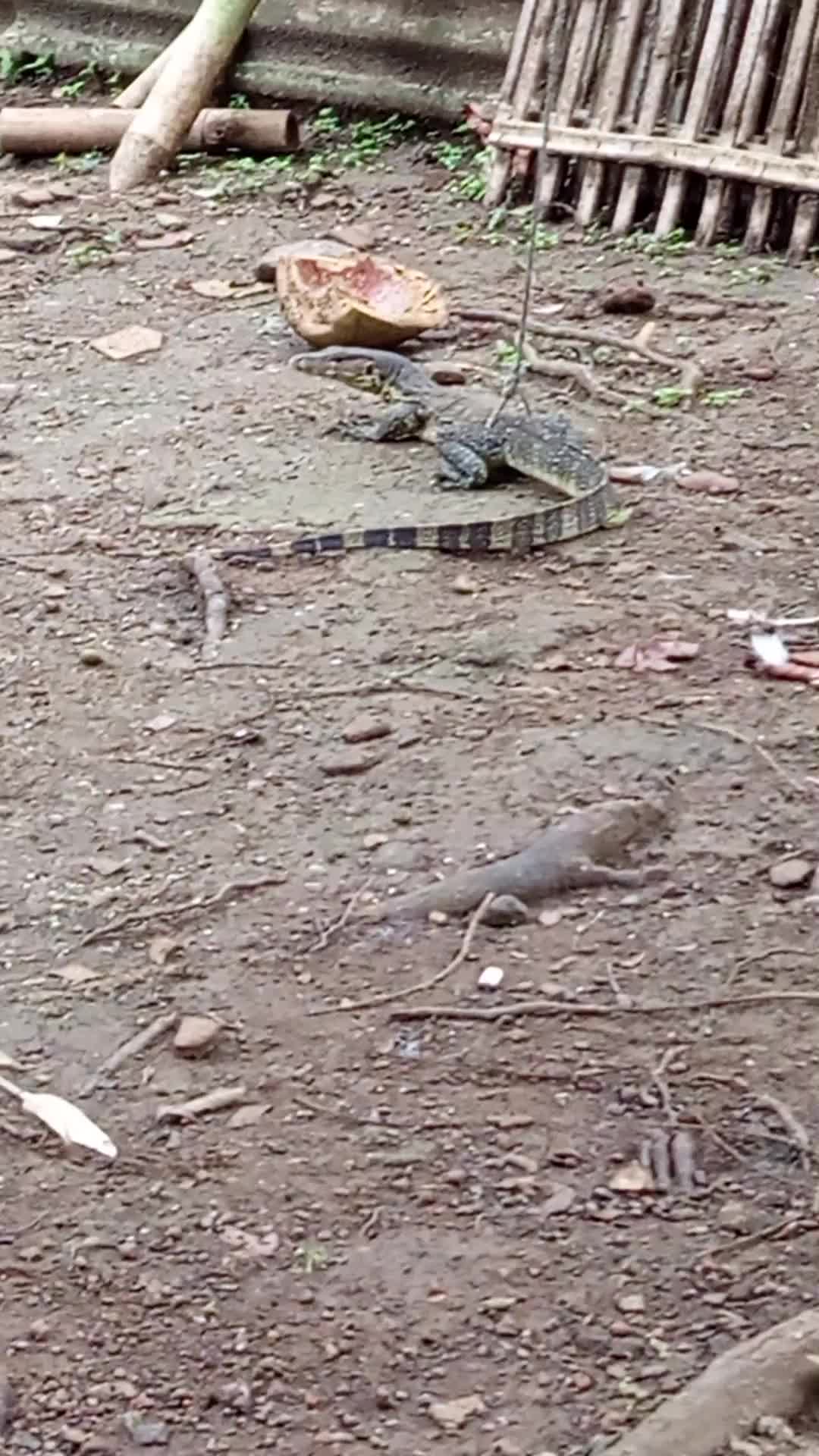 ada yang lagi mantau#viral
