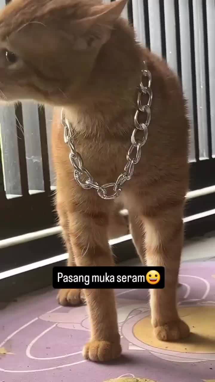 Pasang muka
#Fyp #kucing #kucingindonesia #videoviral #videolucu #videongakak #ngakak #lucu #like #dagelan #HOT