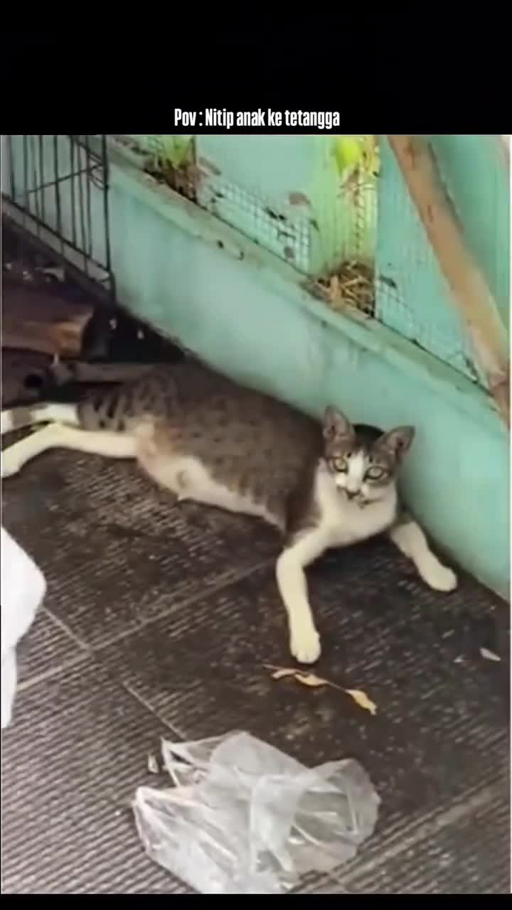 bininya sabar banget 🤣 #fyp  #shortplus  #catlovers 
