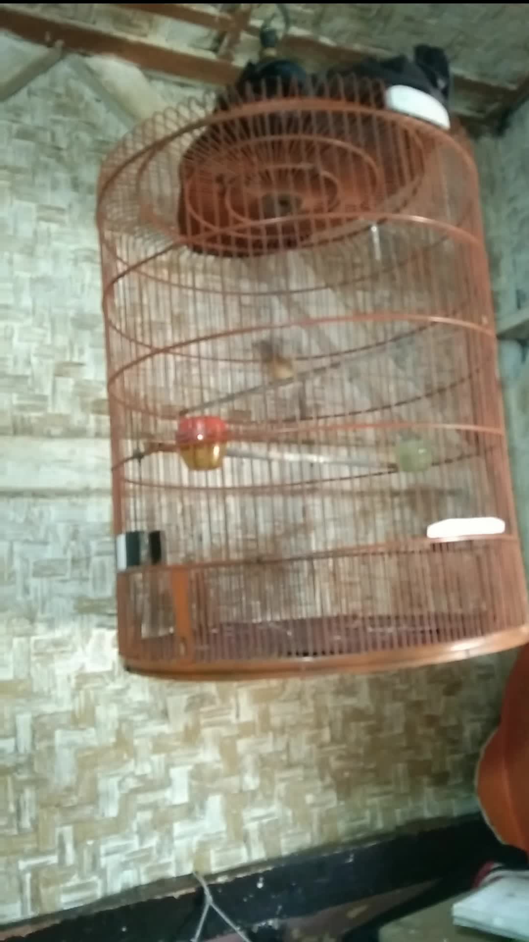 kira kira kenapa yah burung nya tidak mau bunyi 