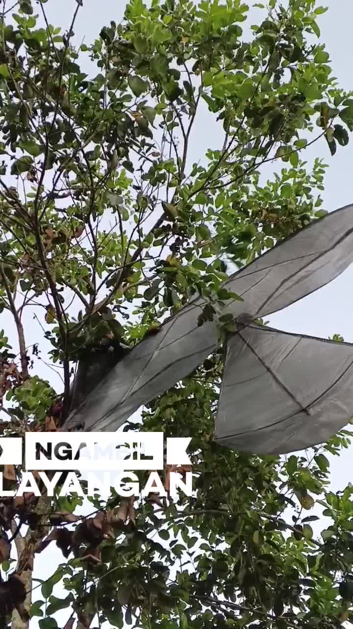 Ngambil Layangan 