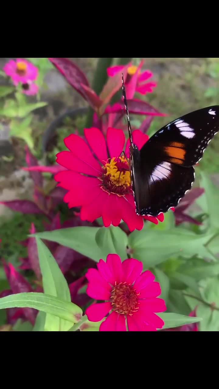 Luar biasa keajaiban Tuhan.🥰🥰