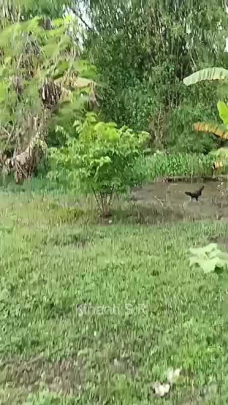 Pepaya  california di kebunku berbuah #PepayaCalofornia #Berkebun #hidupdipedesaan #shortplus 