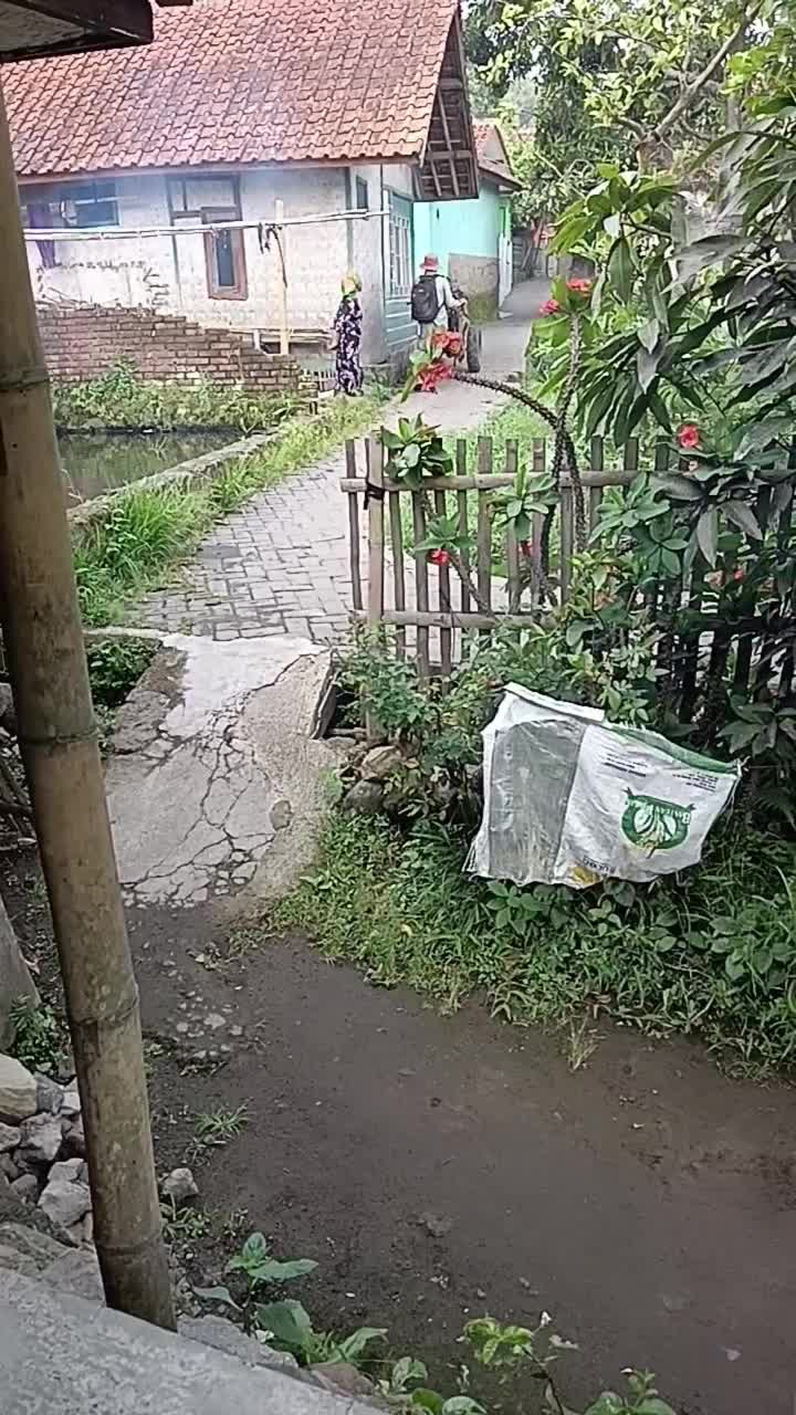 di tempat kalian masih pakai kerbau atau mesin seperti inibkslo membajak sawah