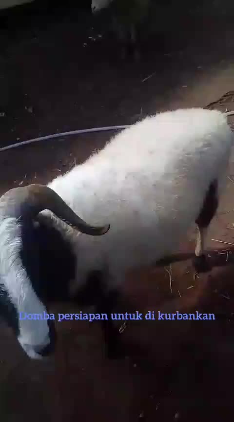 persiapan domba untuk hari raya idul adha untuk di kurbankan #berhariraya  #untuk kurban Iedul Adha  #iduladhahaji  #modifikasi spidometer  