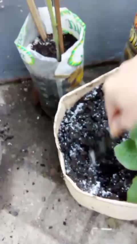 Manfaat tabur kapur dolomit setelah pindah tanam  #kebunshaka  #kapurdolomit  #tipsberkebun 