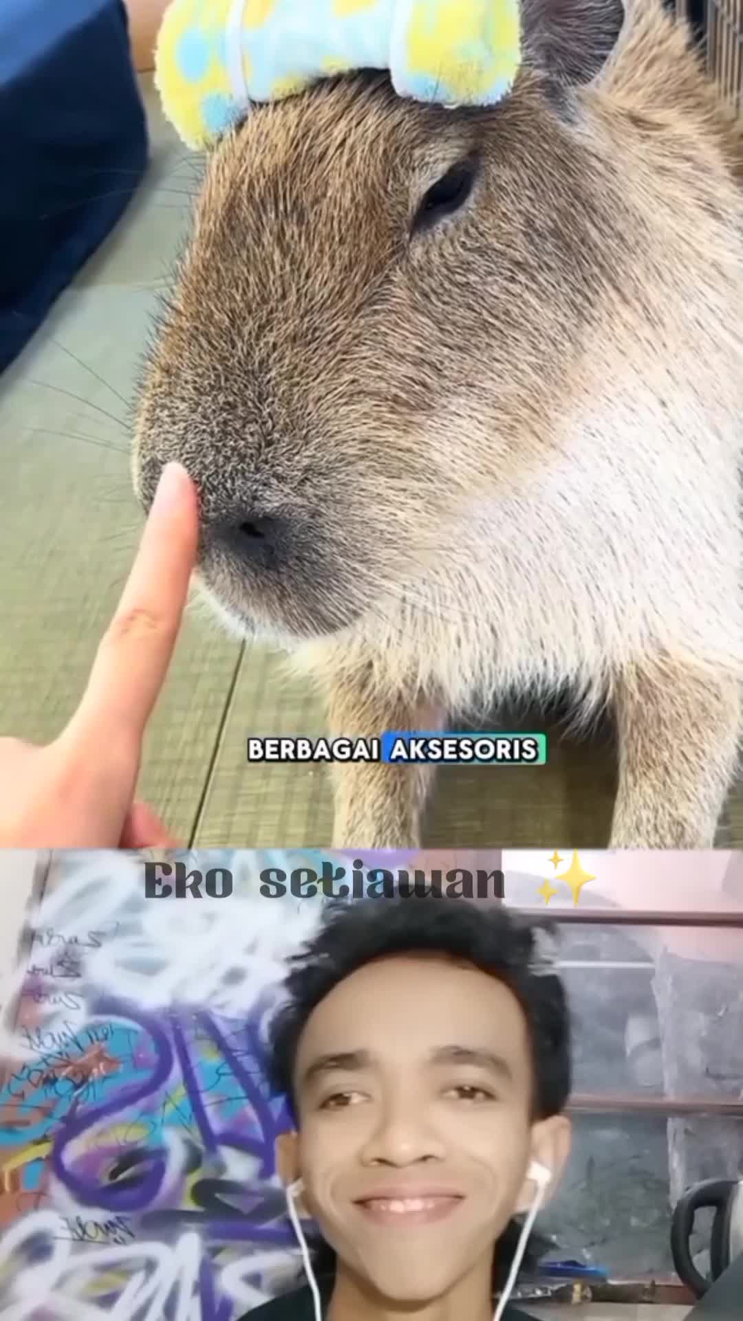 anak kapibara yang sendirian ini akhirnya di rawat keluarga yang baik hati