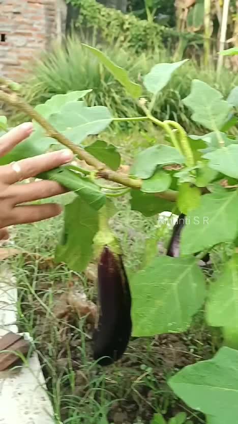 Senangnya setiap hari selalu ada yg bisa dipanen #berkebun #gardening #shortplus #suasanapedesaan 