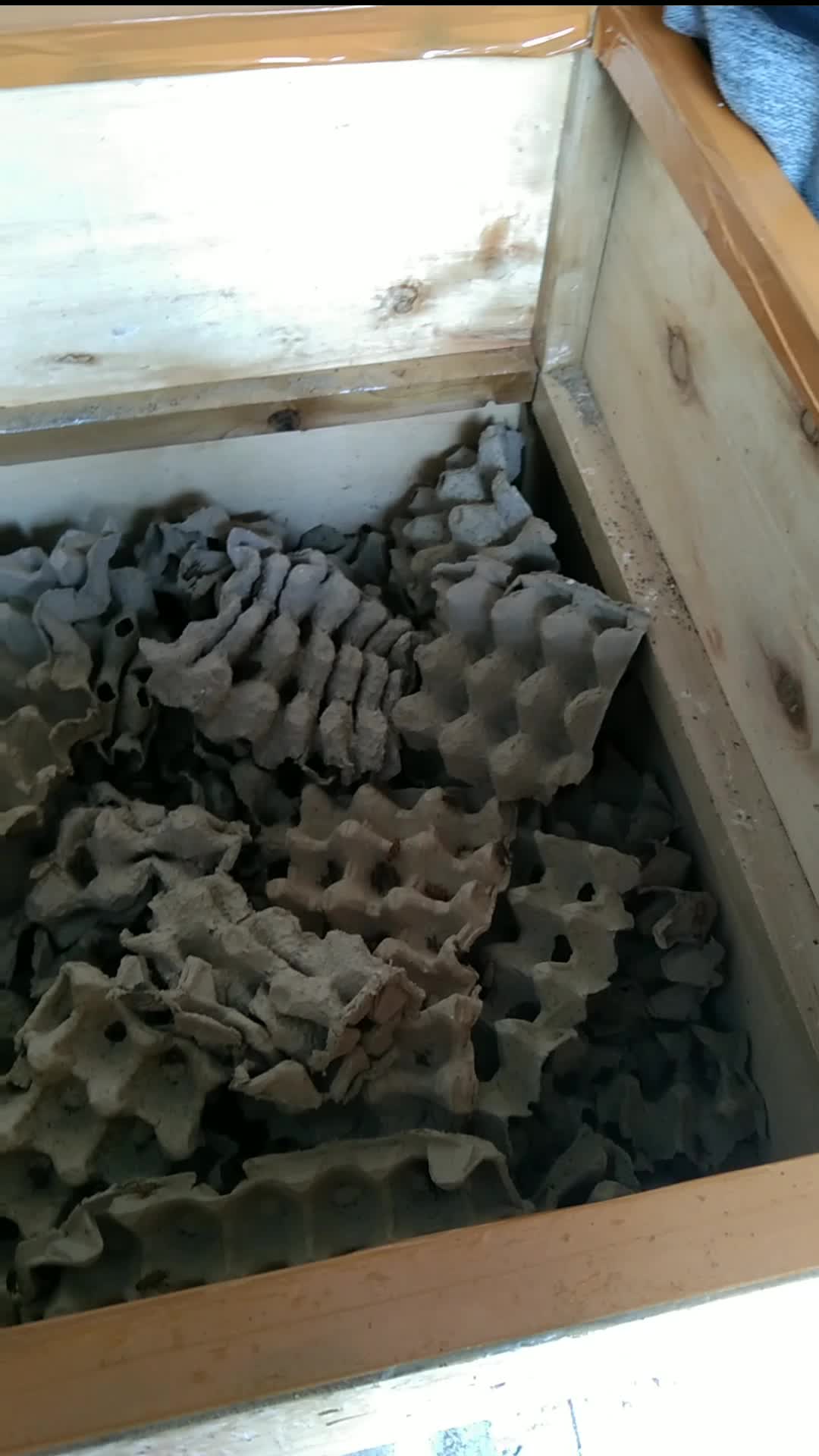 beli pakan burung dulu  #Viral  #minivlog 