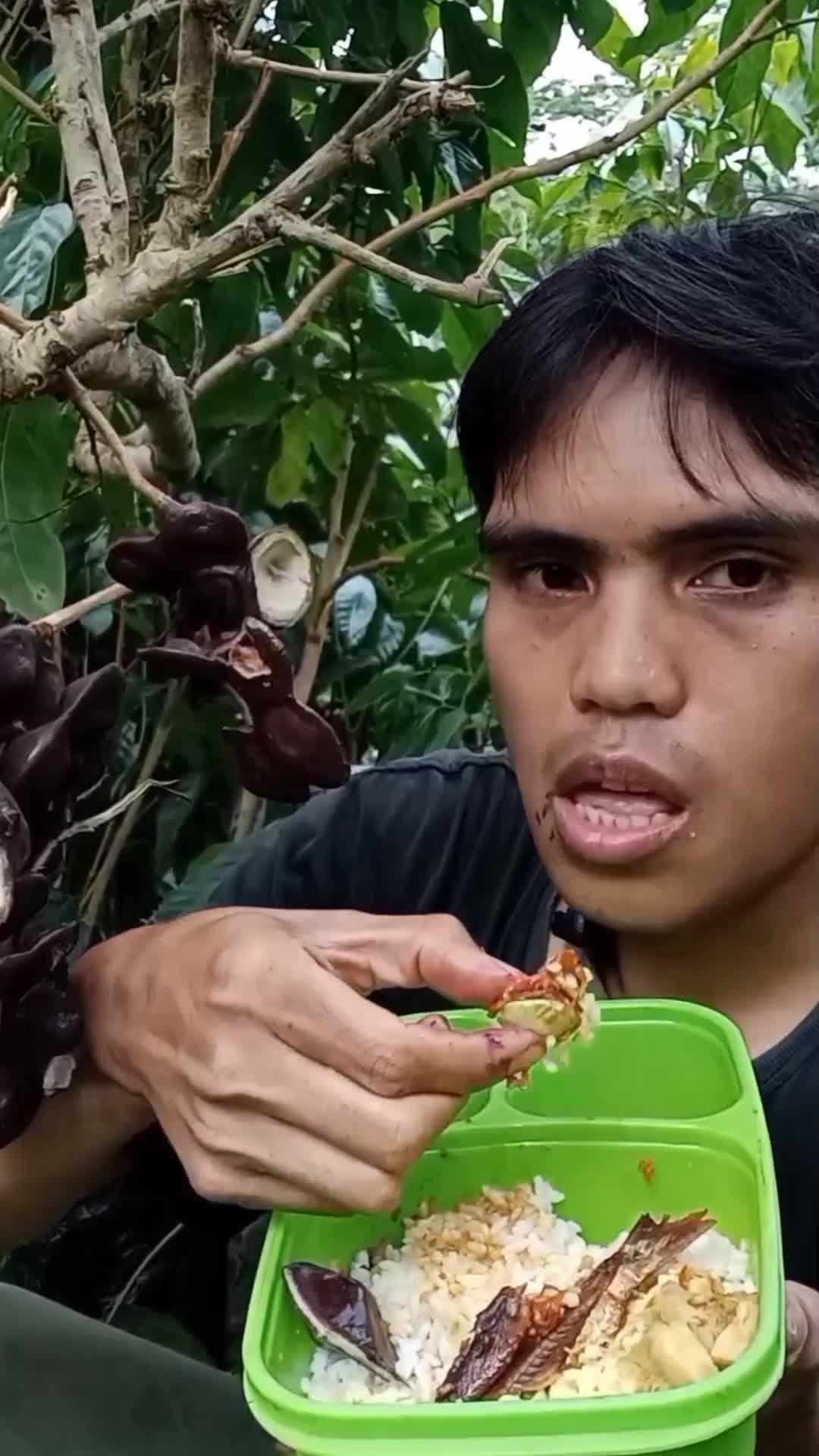 makan diatas pohon jengkol