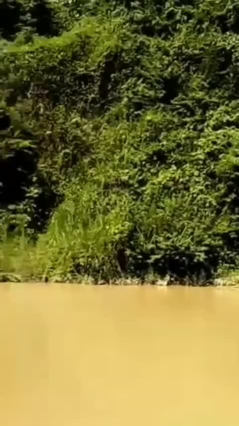 Ada yang tau itu apa?