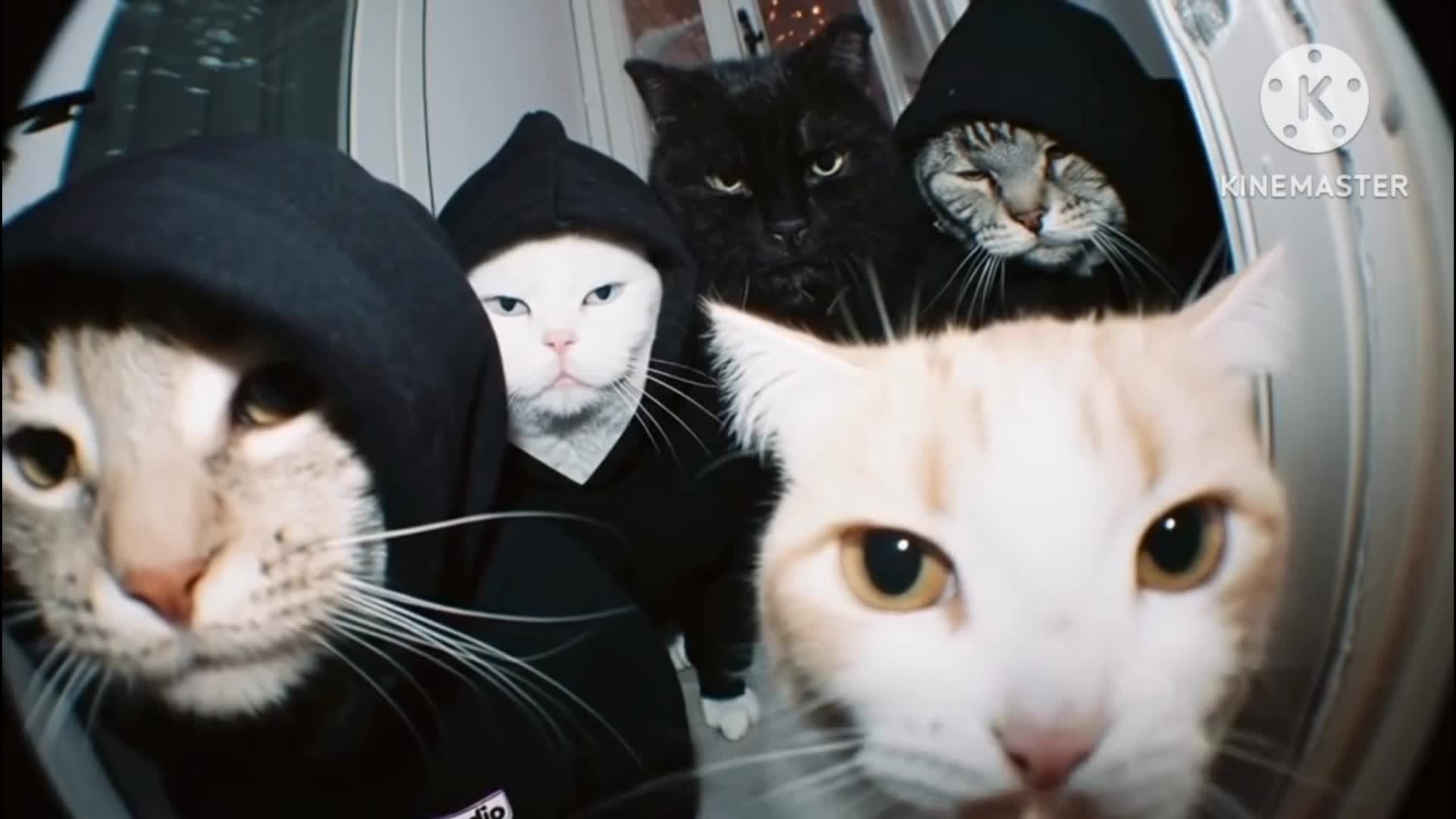 cat gang