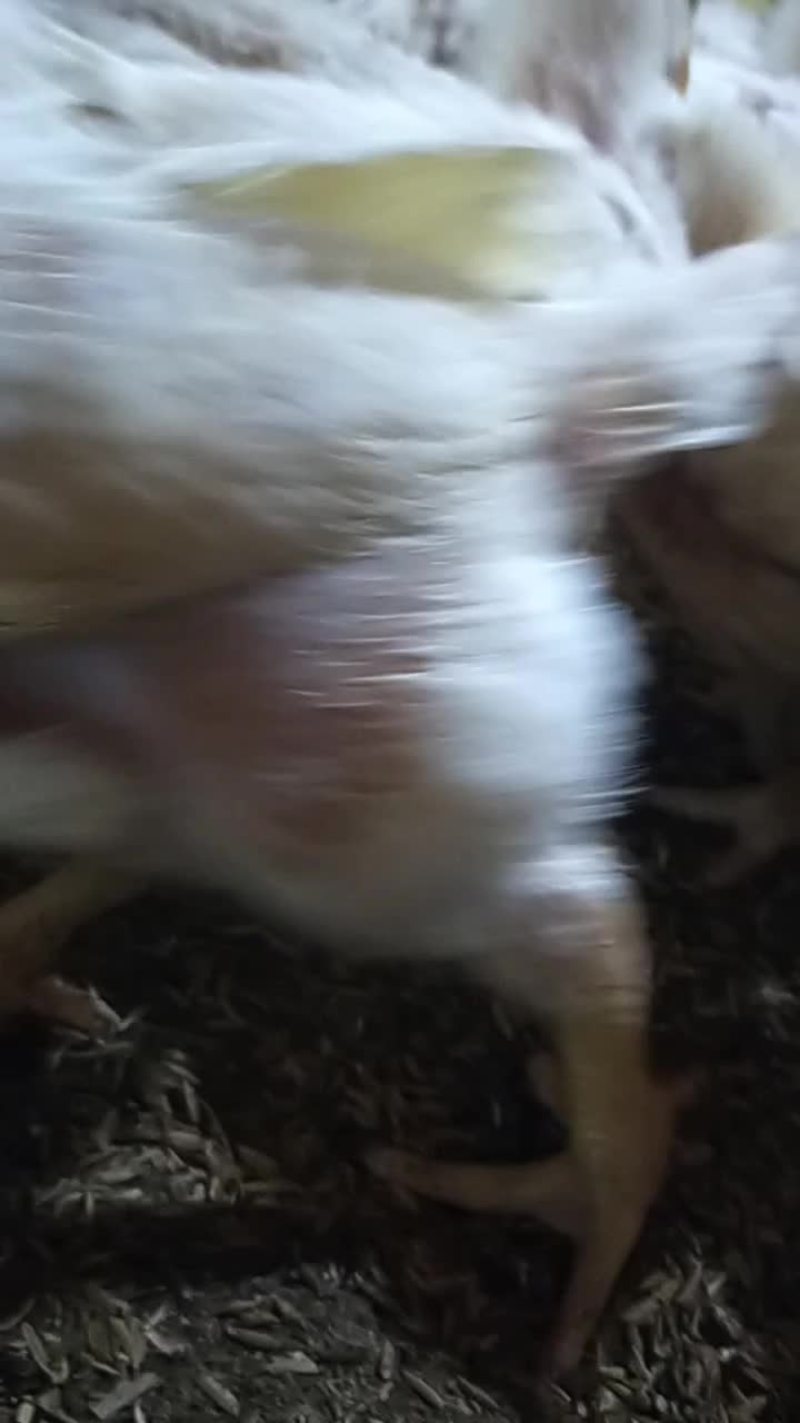 20-day-old Broiler Chicken, stay enthusiastic, don't let up, maintain the condition of the wind chaff so that the chicken is comfortable, fi