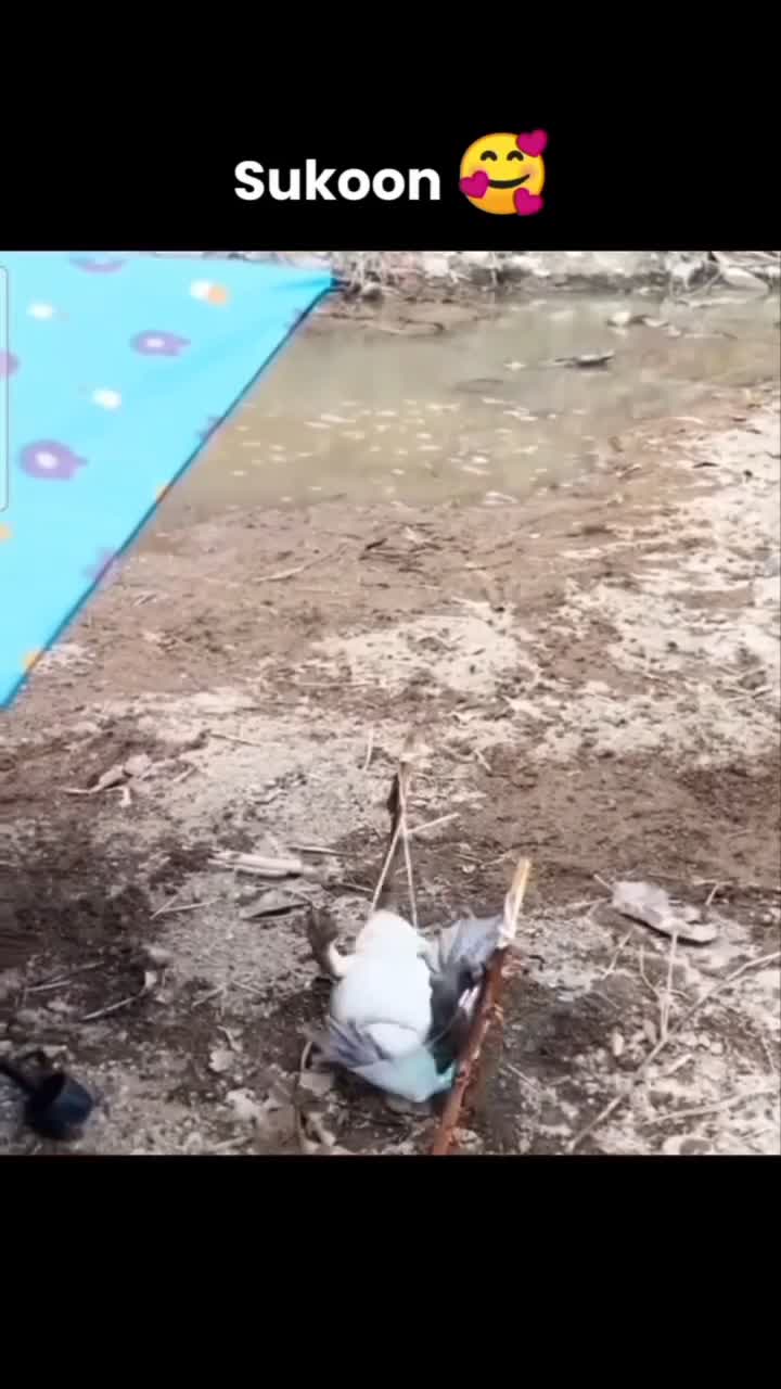 Biarkan aku Bahagia dok kodok #lucu 