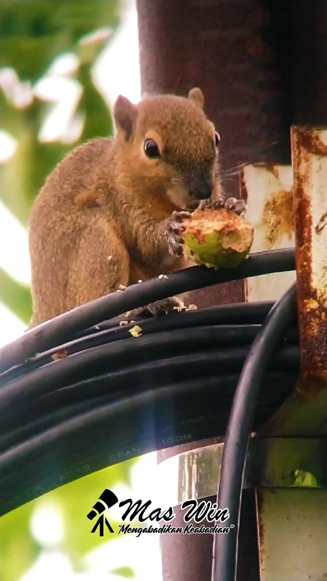 BAKAL MENYESAL JIKA TIDAK MELIHAT VIDEO INI SAMPAI AKHIR, HEWAN INI AKAN MELAKUKAN HAL DILUAR NALAR 🧐 
 #burungkicau  #burungkicau  #perangk