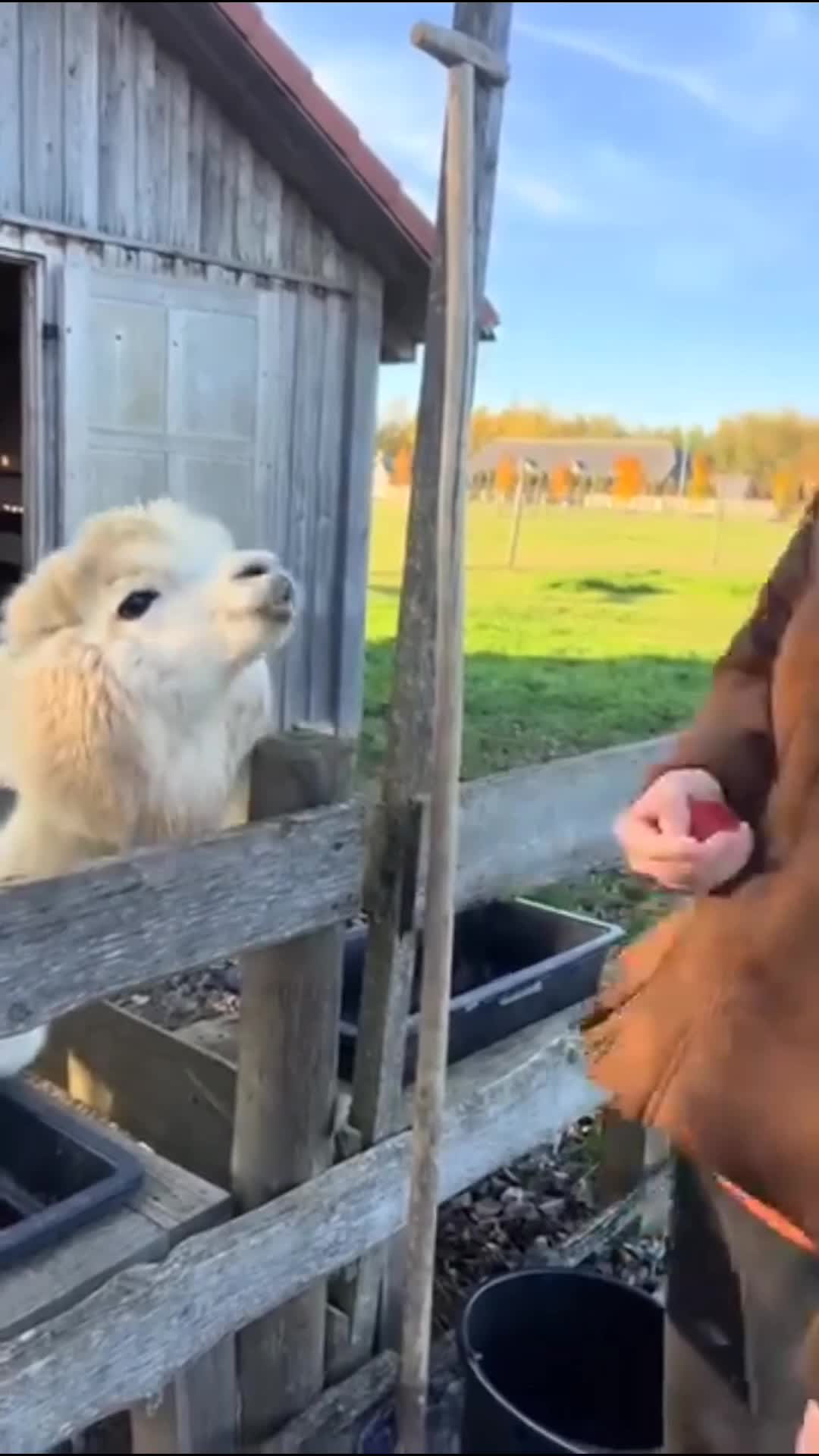 NGELEDEK SIH
#videolucu #komedi #comedy