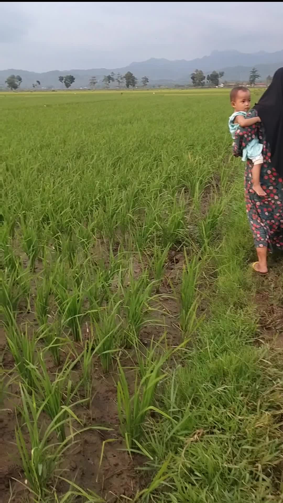 Sambang Padi Lagi Bolo