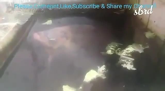 Ikan Gurame Terbesar Sedunia di Bandung