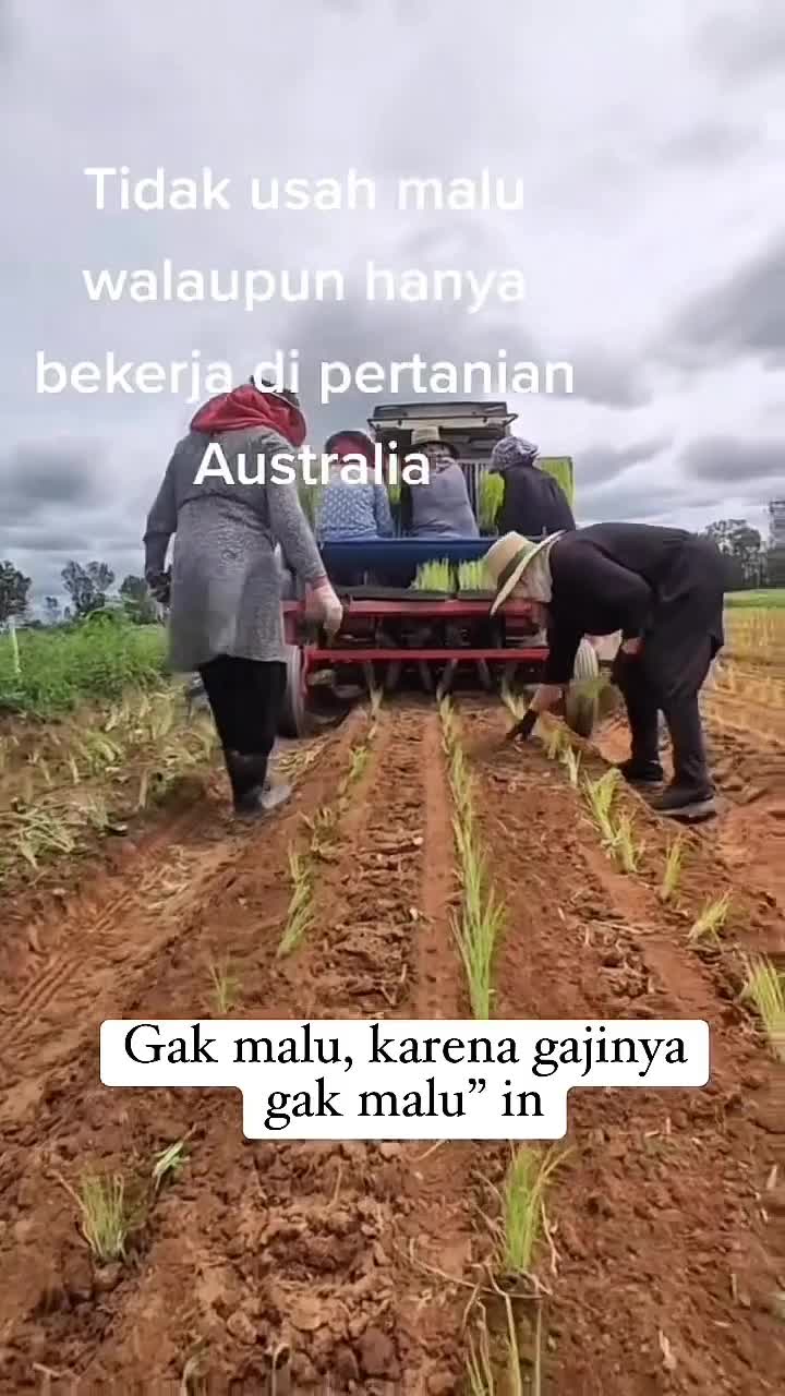 Kerja di Pertanian Australia #urbanfarming #petanmilinial #fyp 