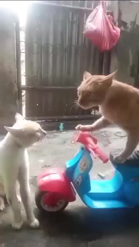  #kucinglucu #Kucing #Meme 