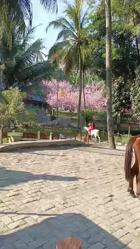  #cimoryonthevalley  #cimory  #semarang  #jateng 