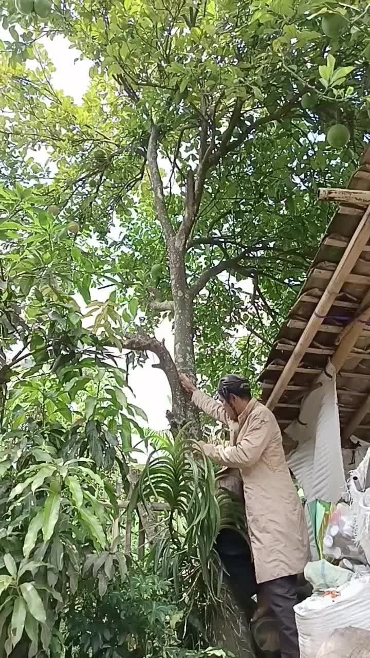 tutorial manjat pohon ala si abah ?
 #komedi  #short  #HOTrctiplus  #RCTIPlus 