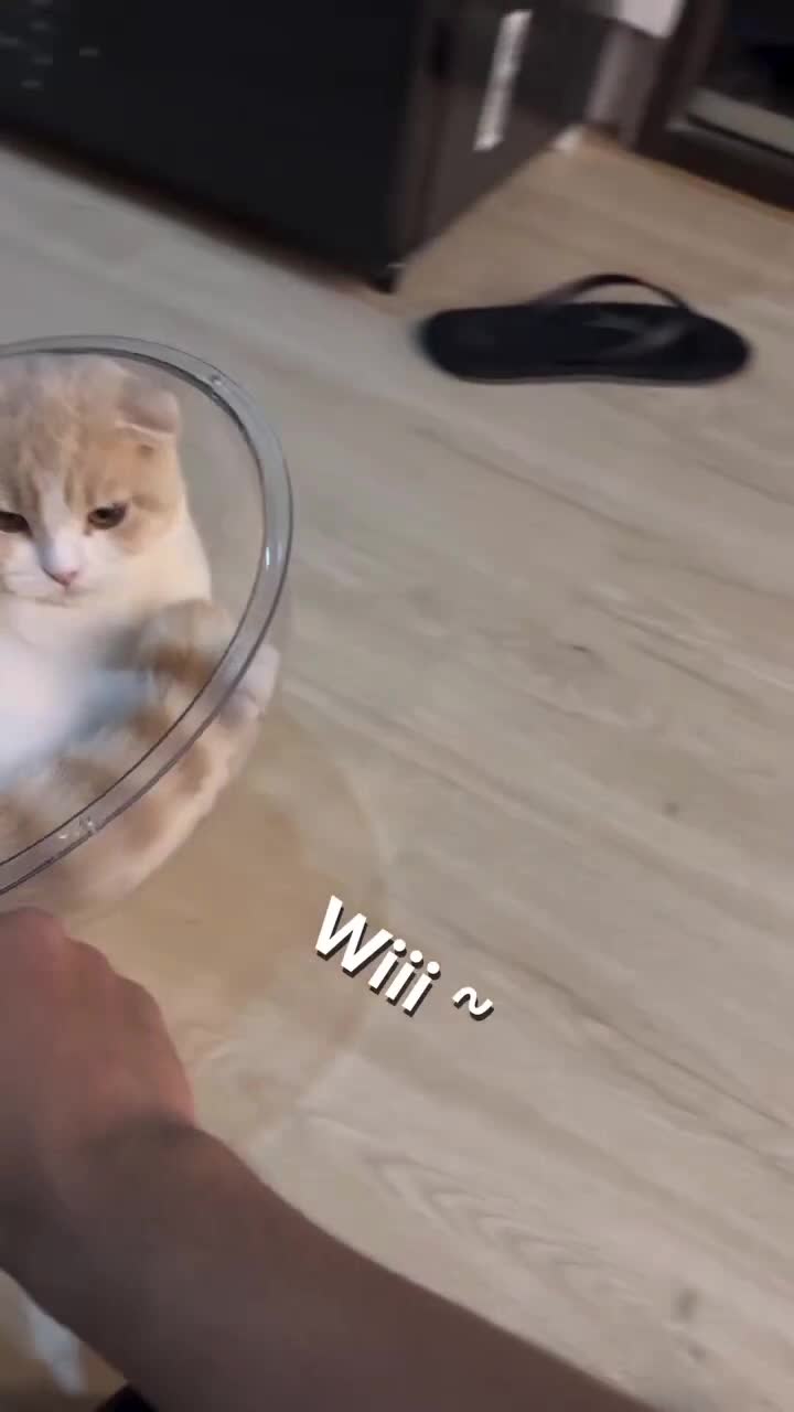 😆 #Fyp #kucing #kucingindonesia #videoviral #videolucu #videongakak #ngakak #lucu #like #dagelan #HOTrctiplus