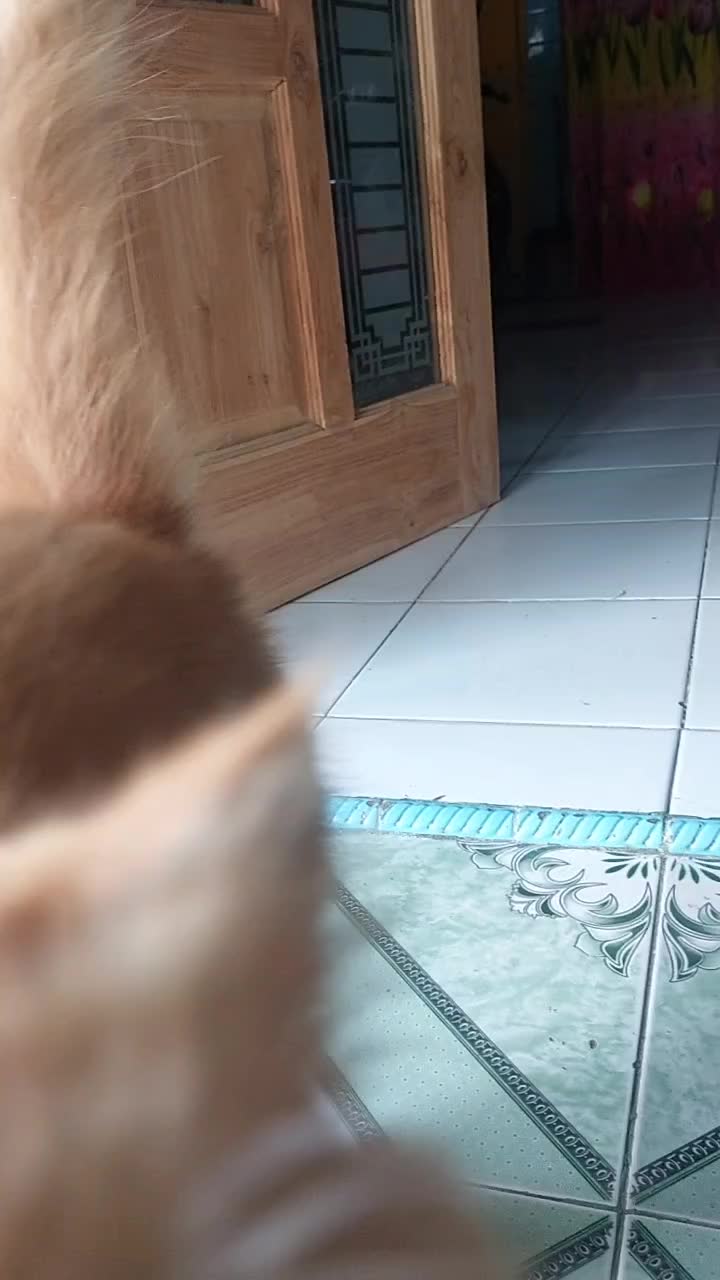 Kerandoman Oyen #