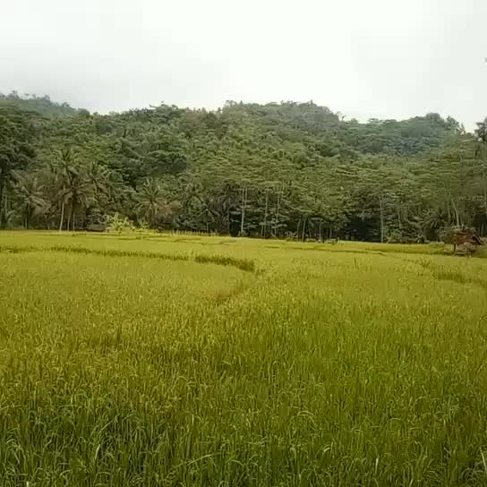 suasana sawah kupa Tasikselatan 