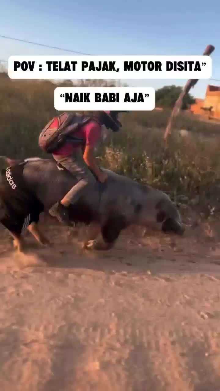 naik babi aja wkwkwk #Gak nyangka bisa sampe naik #Babi Guling 
