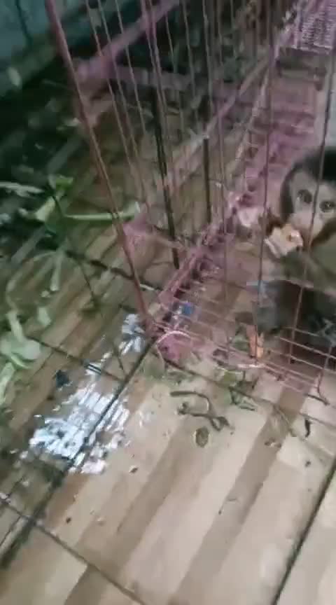 binatang lucu