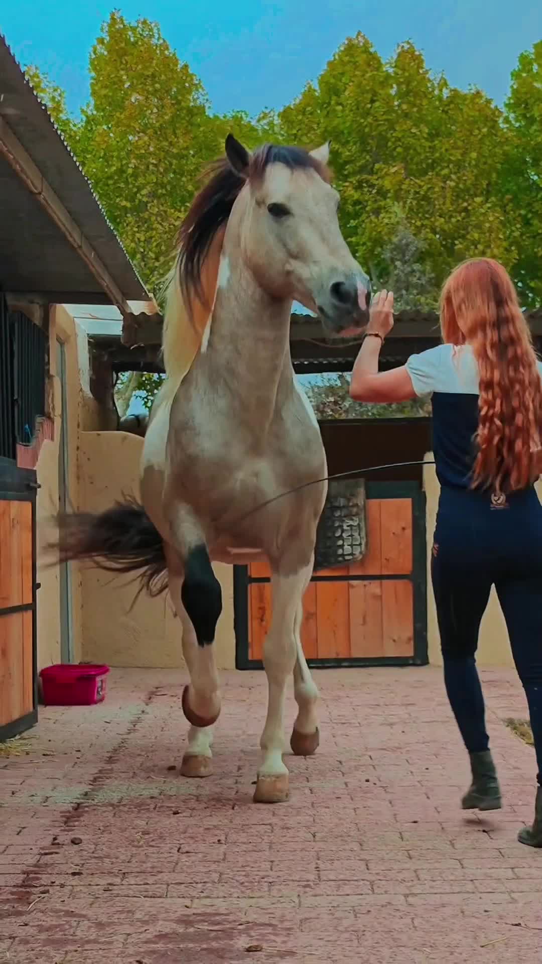 Dancing with my beautiful stallion Suerte#dancing #horse #dancer #horsegirl #horselover #horsesontiktok #equestrian #equestrianlife #equestr