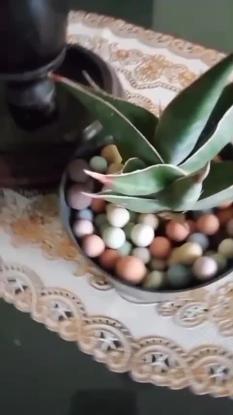 Menanam Tanaman Hias Dengan Media Hidroton #tanamanhias #hidroton #hoby #bikinkonten 