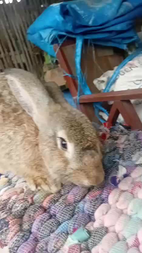 Kelinciku  #kelinci #kelinciku 