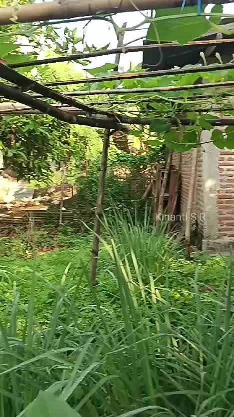Tidak perlu beli sayuran hijau. Tinggal petik dr kebun, dan beli pelengkap serta lauk pauknya. Nikmat berkebun di desa #RCTIPlusHomeOF #shor