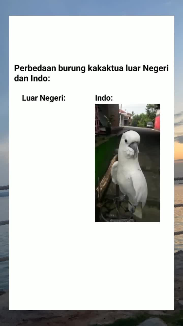 BURUNG KAKAK TUA LUAR NEGERI VS INDO

 #videolucu