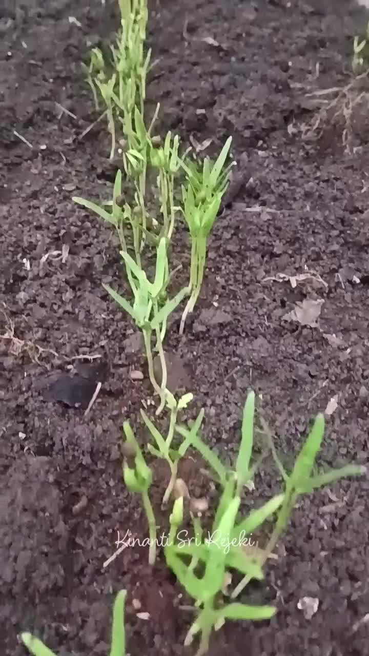 coba menanam aneka sayuran baru di kebun samping rumah
#berkebun #Berkebun #HOTrctiplus #RCTIPlus #shortplus 